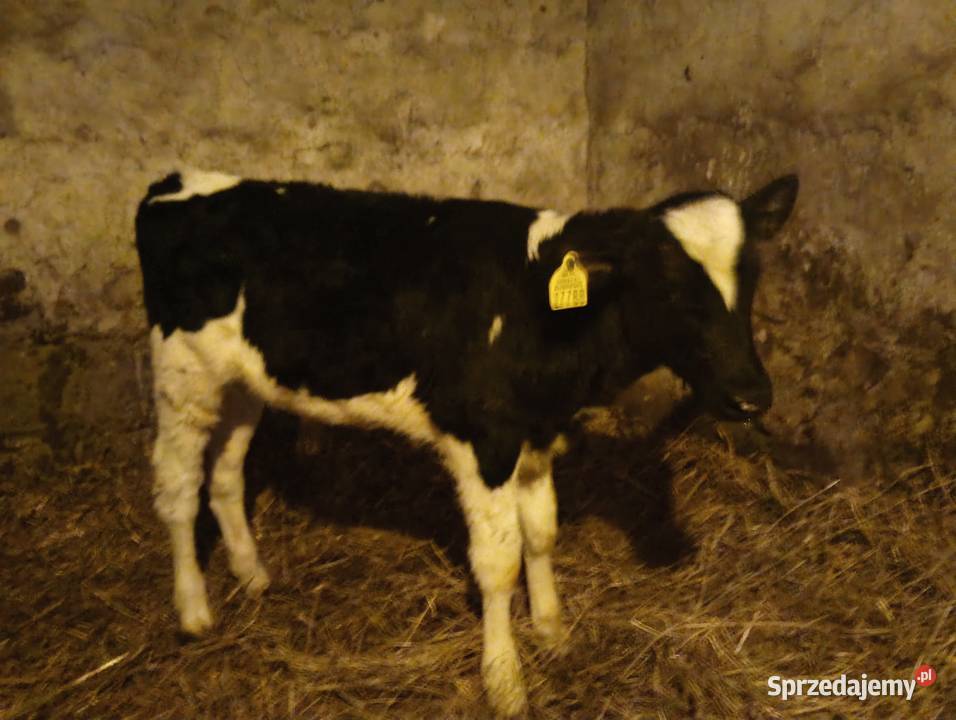 Sprzedam Byczka Czarno Bialego Grodzisk Mazowiecki