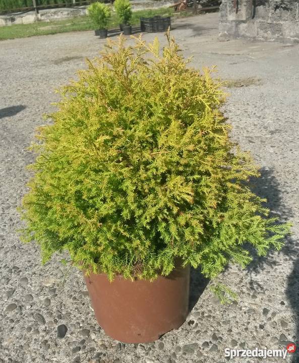 Tuja Reingold w pięknym złotawożółtym kolorze