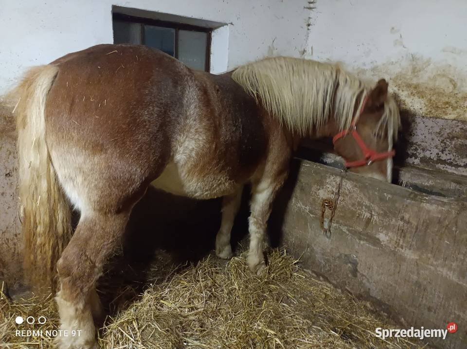 Konie zimnokrwiste Kuczbork-Wieś