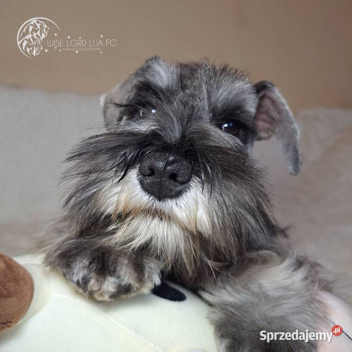 Sznaucer miniaturowy pieprz i sól rodowód Stargard