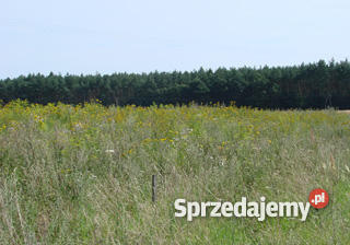 działka pod lasem Wisznia Mała pośredników Grunty i działki dolnośląskie Wisznia Mała