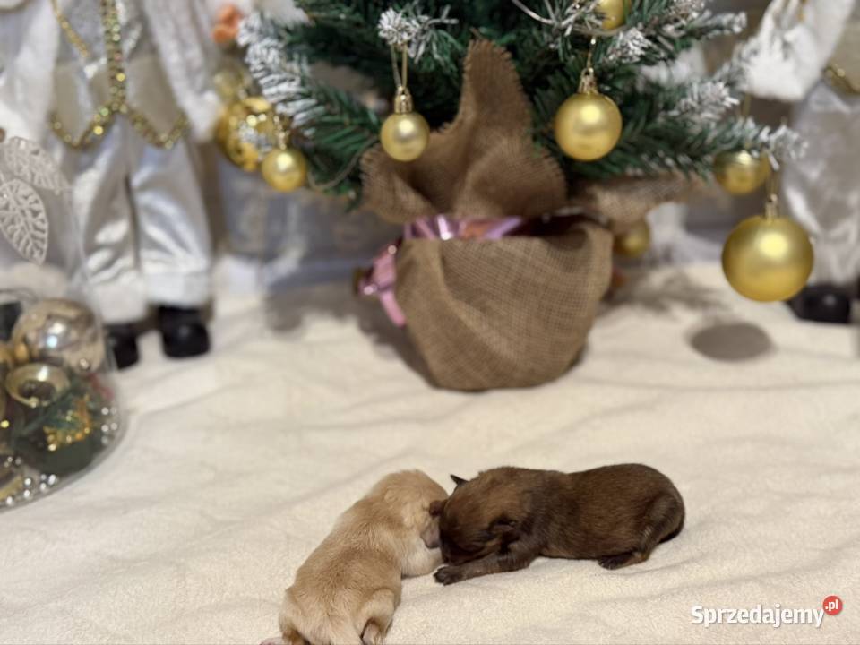 Szpic miniaturowy ciemny chłopczyk śląskie Poniszowice