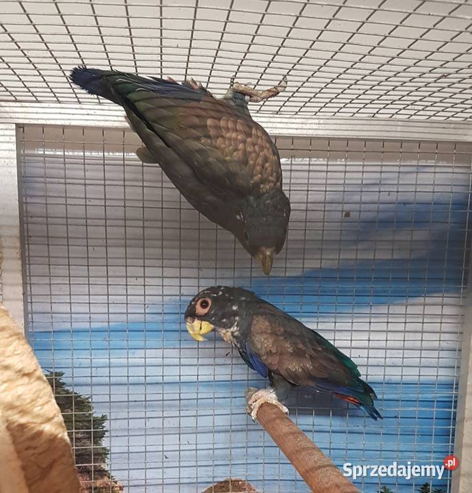 Piona bronzowoskrzydła para Zwierzęta śląskie Bystra