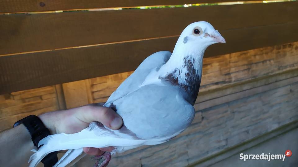 Gołębie pocztowe Częstochowa