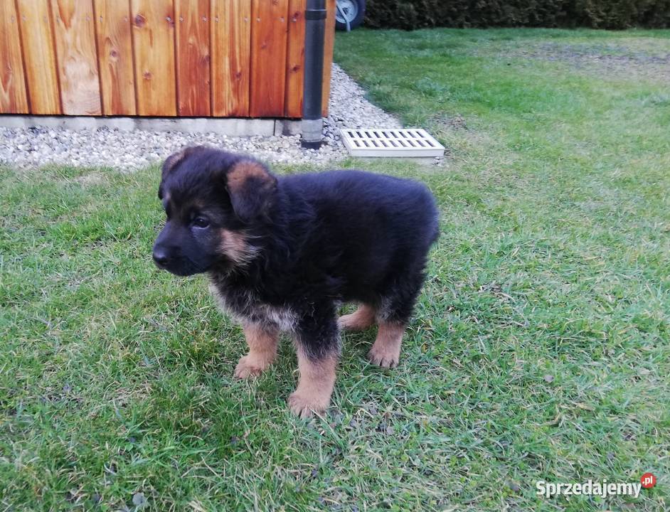 Owczarek niemiecki suczka krótkowłosy Landek sprzedam