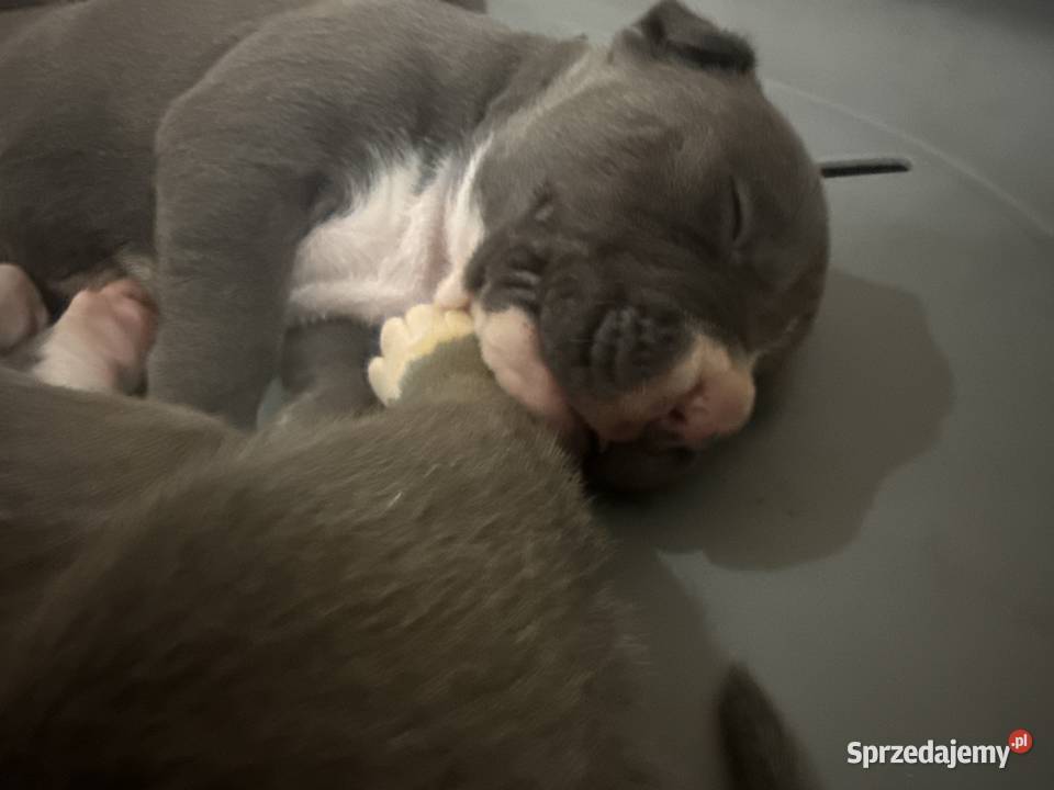 Amstaff Zapraszamy do rezerwacji Szczenięta o sprzedam