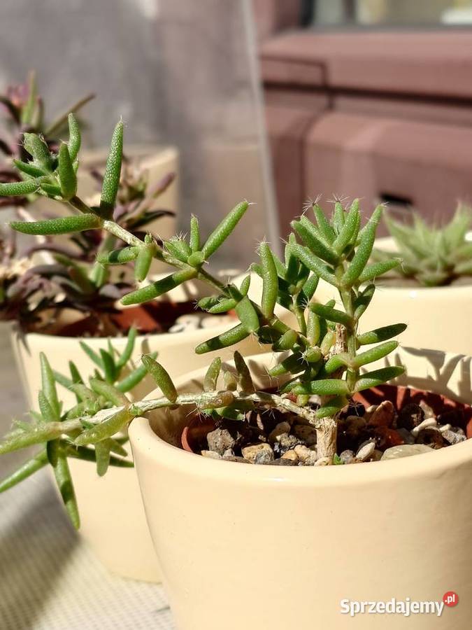 Kpl 4 sukulenty w osłonkach Delosperma Haworthia Warszawa