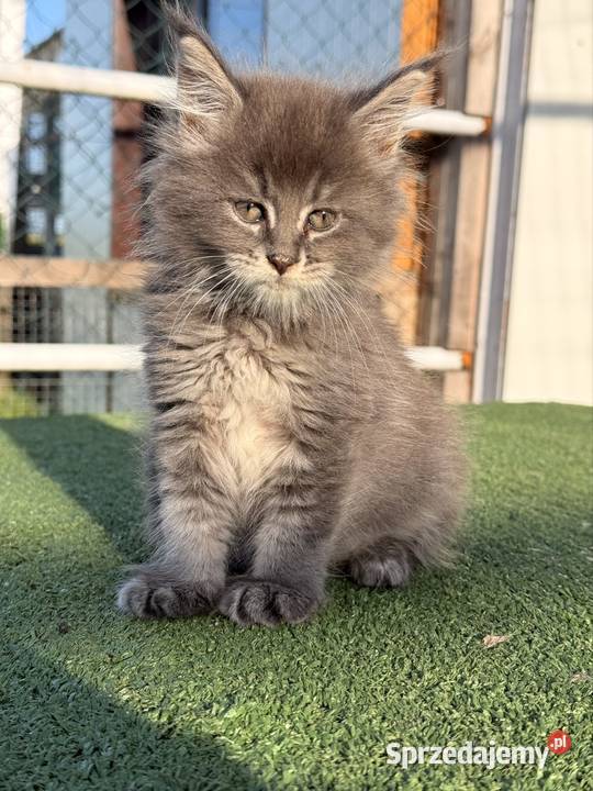 Przepiękne kocięta Maine Coon z rodowodem FPL wielkopolskie sprzedam