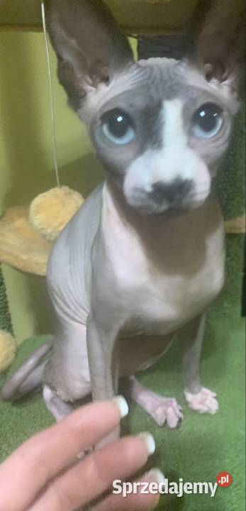 Sfinks Kanadyjski Do odbioru koteczką Rodowód wielkopolskie Leszno sprzedam