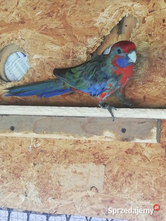 Sprzedam rozelle królewskie Ptaki Ptaki Nowy Sącz sprzedam