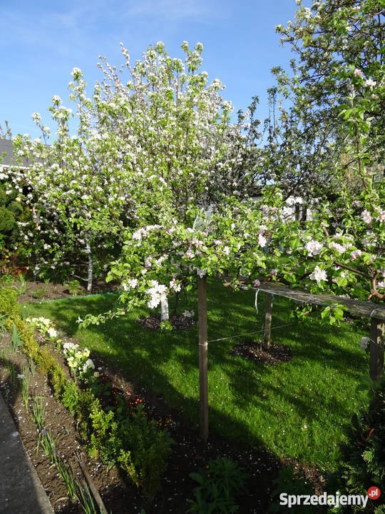 Sprzedam działkę rekreacyjną Janiska Kołobrzeg zachodniopomorskie