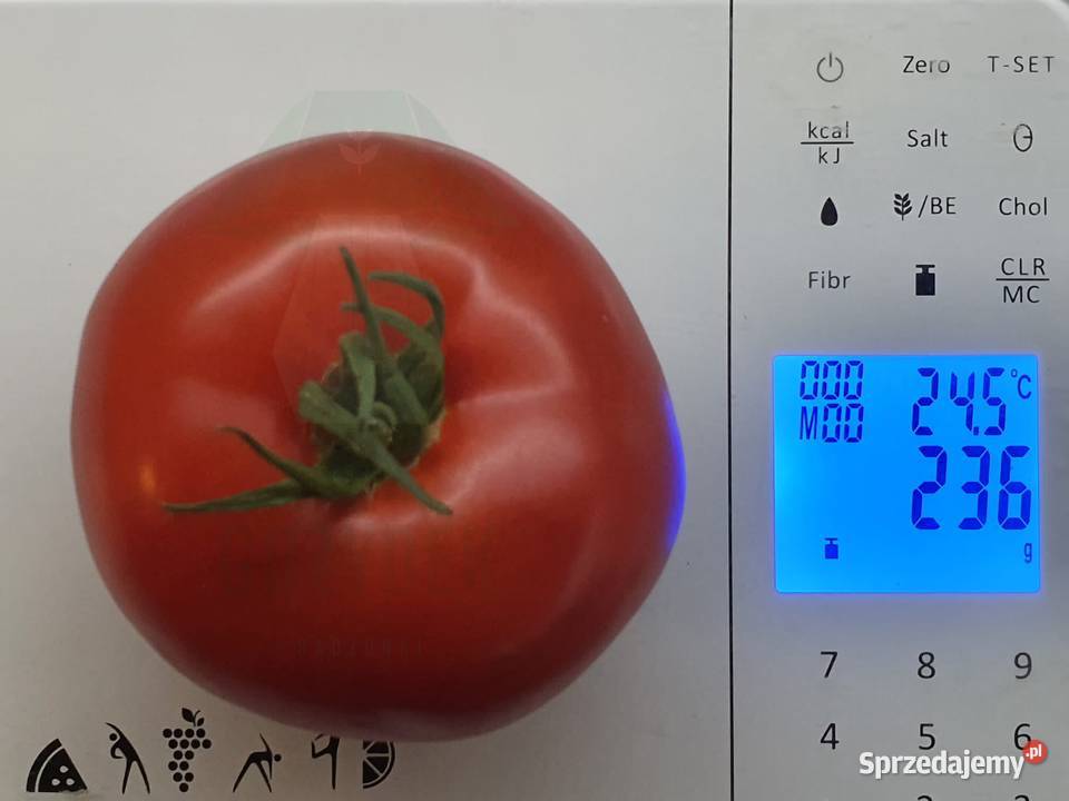 POMIDOR DELFINE rozsada sadzonka Jelenia Góra