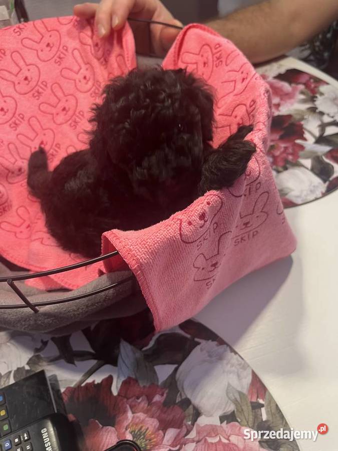 Pudel miniatura samiec Pozostałe Milicz sprzedam