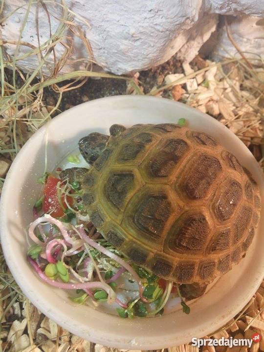 Żółw Stepowy akwarium całe wyposażenie świętokrzyskie Ostrowiec Świętokrzyski sprzedam