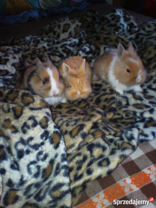 kroliczki karzelki Radom