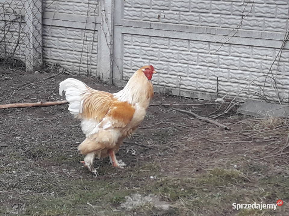 Kogut Brachma olbrzymia Lemon Pyle Dwikozy