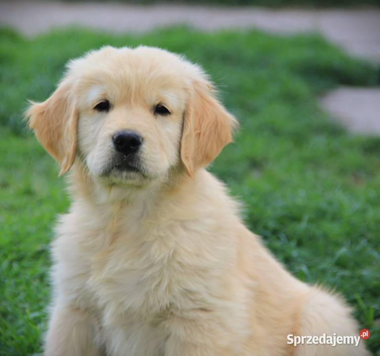 Chłopczyk linii Amerykański Golden Retriever Kędzierzyn-Koźle