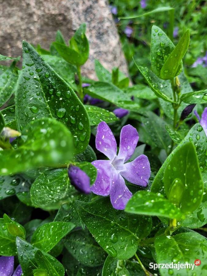 Barwinek większy vinca major zadarnia