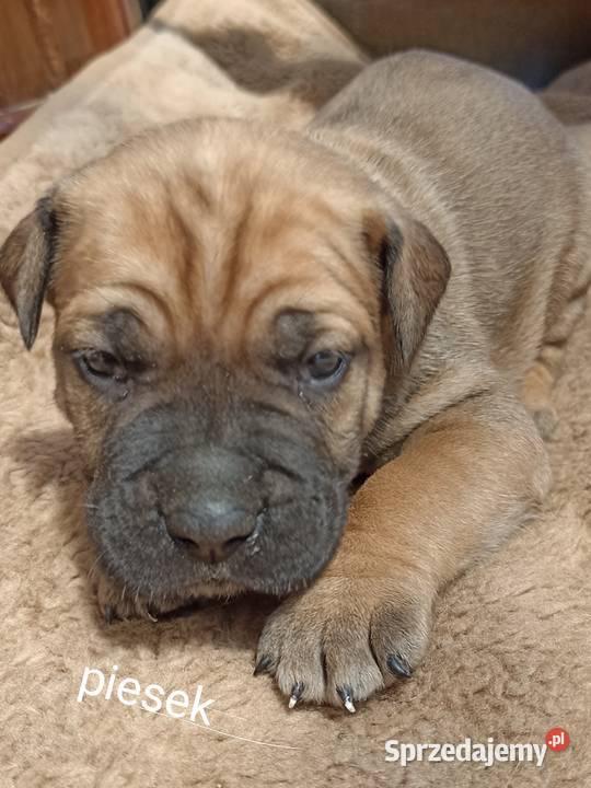 Sprzedam szczeniaki rasy Cane Corso Juliopol