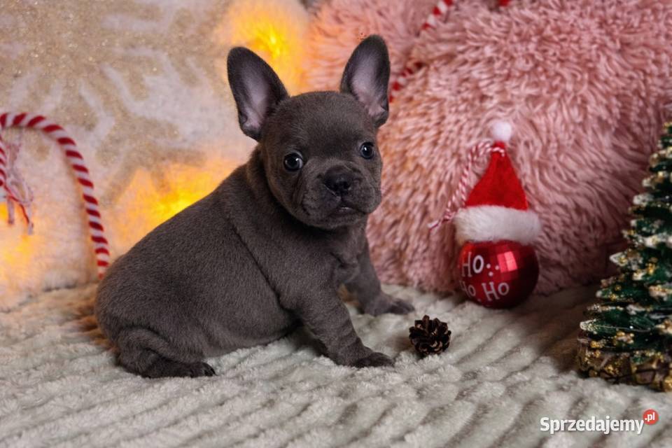 Buldog francuski do rezerwacji śląskie Częstochowa
