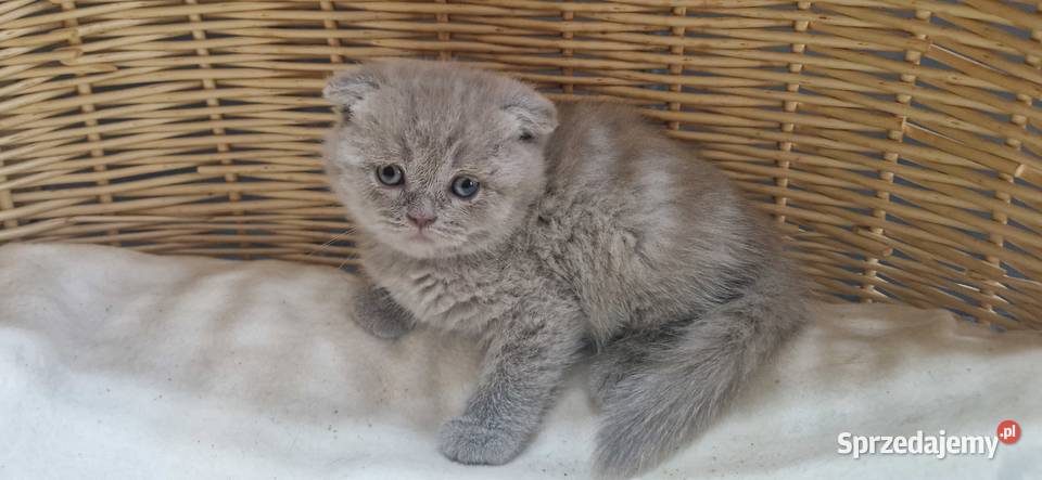 Kocurek Szkocki liliowy zwisłouchy