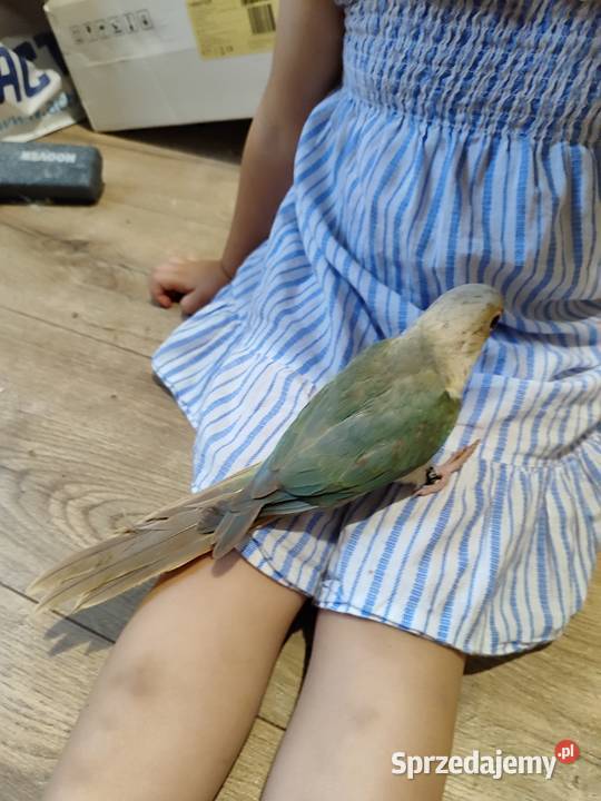 Papugi ręcznie karmione Kraków