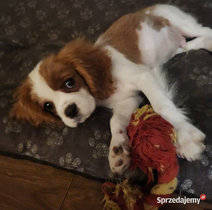 Cavalier king chals spaniel Wolica