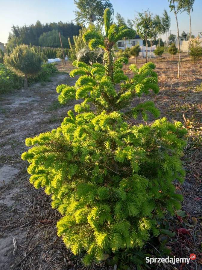 Sprzedam formowane drzewka mazowieckie Warszawa