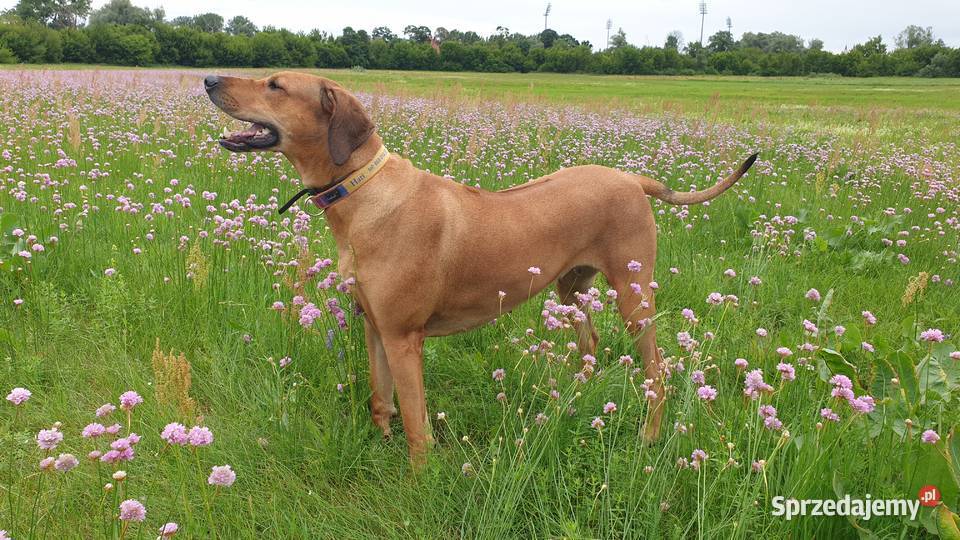 Rhodesian Ridgeback Rodezjan Szczeniaki Wolne Łomża