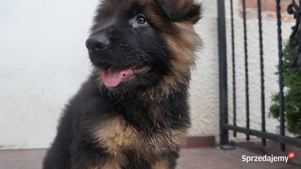 OWCZAREK NIEMIECKI SZCZENIĘTA Bydgoszcz