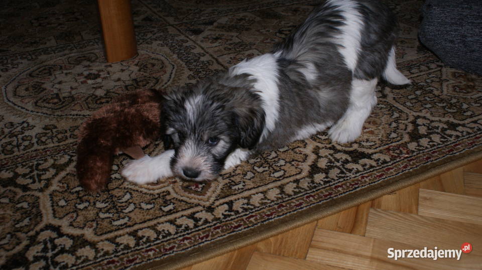 polski owczarek nizinny Owczarek Jarosław sprzedam