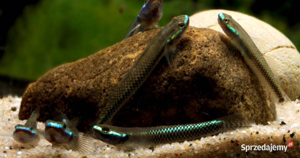 Babka semoni Stiphodon semoni SPRAWDZ NASZE pomorskie Gdańsk