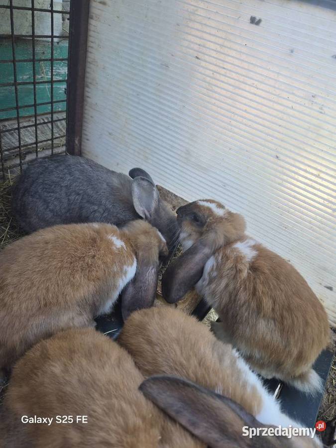 Króliki rasowe I mieszańce Dylągowa