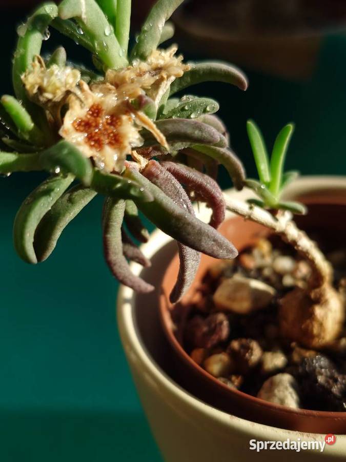 Delosperma bosseranum kaudeks miniatura w mazowieckie Warszawa