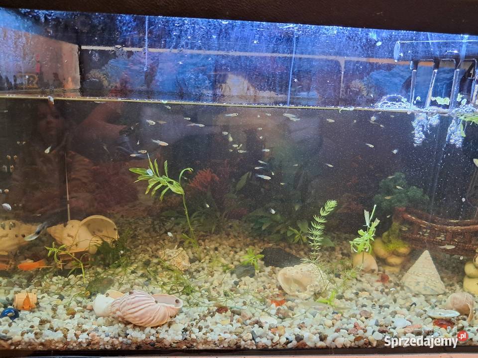 Narybek Gambuzja lubelskie sprzedam