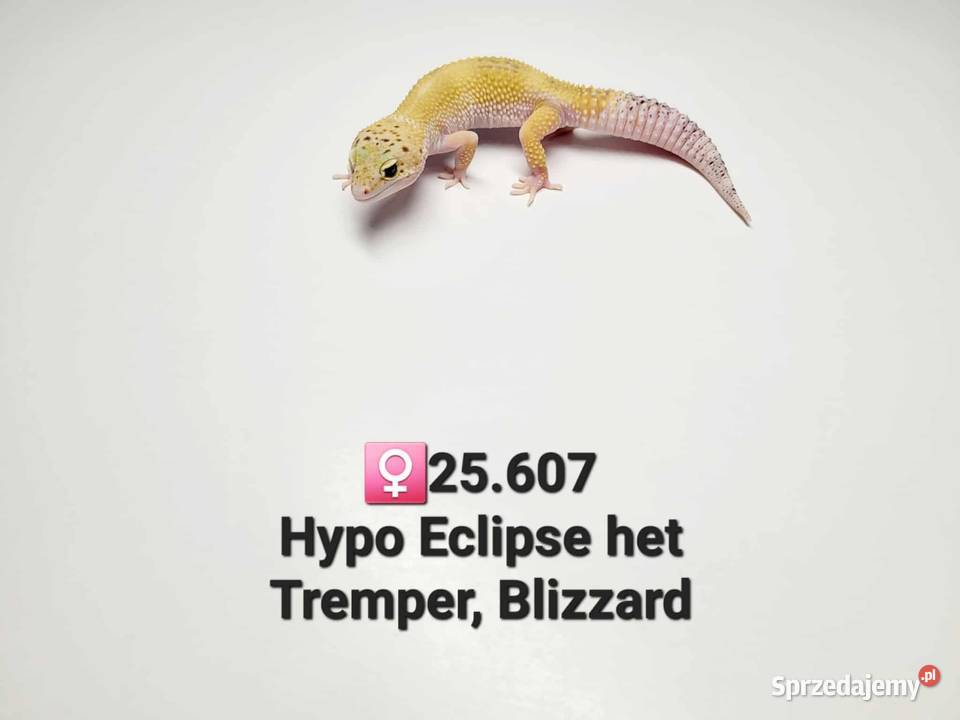 Gekony lamparcie Zawiercie