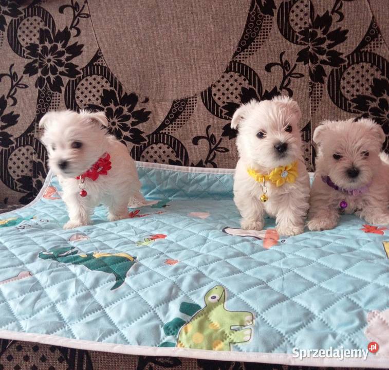 West Highland White Terrier Sokoły sprzedam