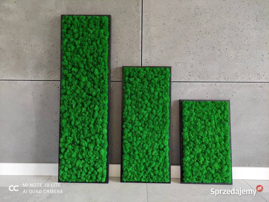 Obraz Mech Chrobotek Rama Czarna 120x40 Częstochowa