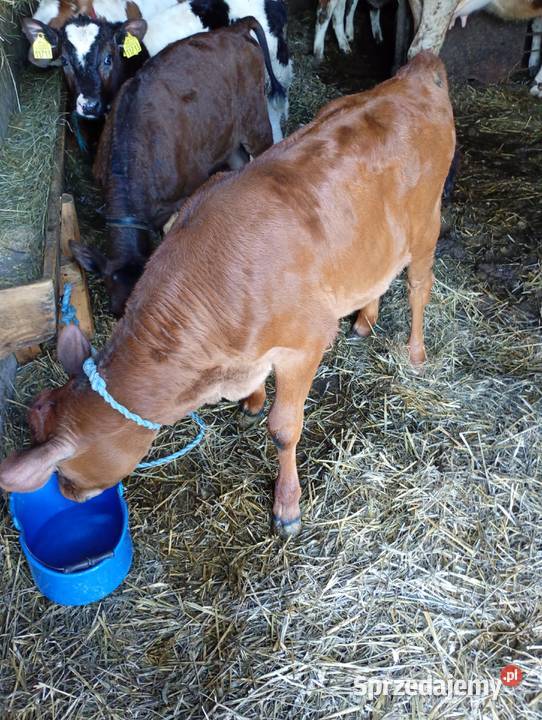 Cielęta do dalszego chowu