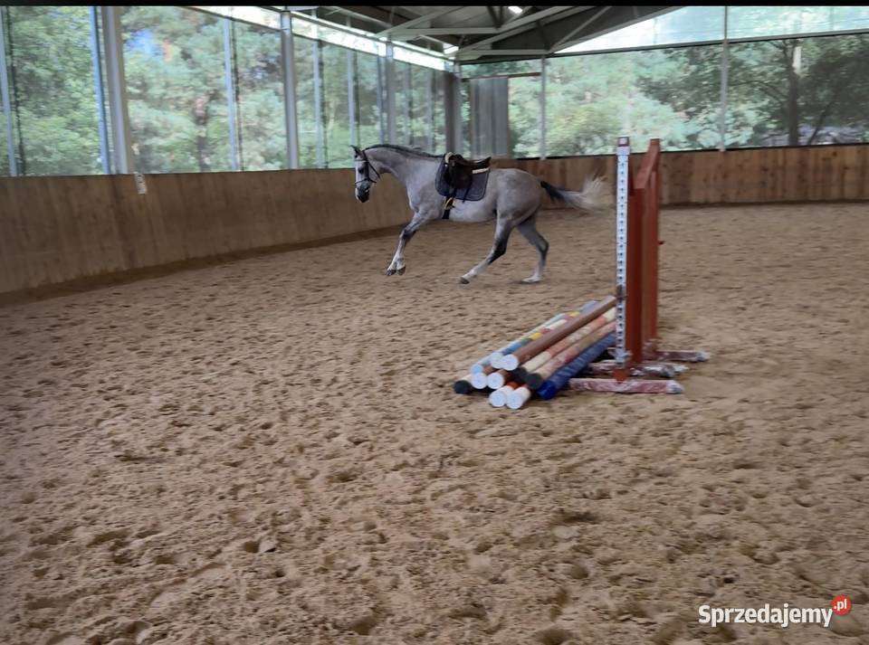 Sprzedam angloaraba Zielona Góra