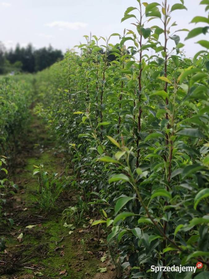 Drzewka Owocowe Producent Wysyłka Dębica