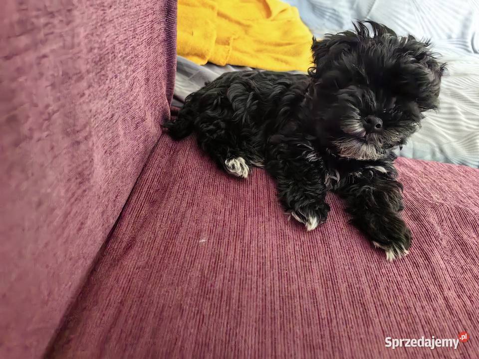 York piesek black czarny komplet szczepień