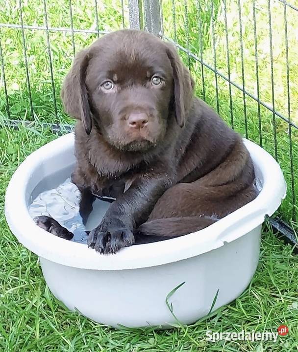 Labrador czekoladowy szczenię piesek Piekary