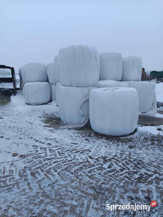 Baloty Sianokiszonka Sprzedam Kiszonke Trawy, słoma Kozenin
