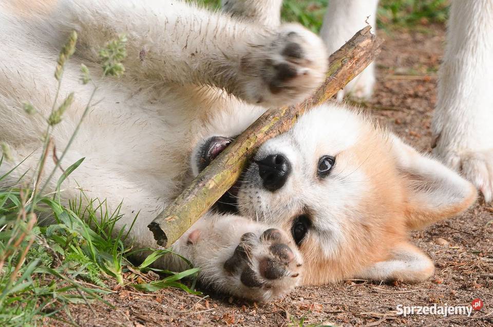 Akita inuakita japońska czerwona suczka ZKwP FCI Wołów sprzedam