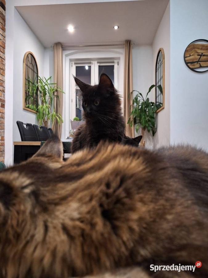 Kotek main coon z rodowodem Zabrze