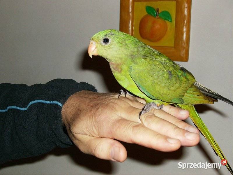 Papuga Barabanda mazowieckie