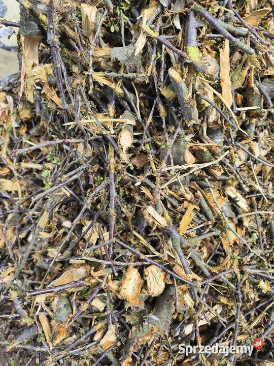 Czereśniazrąbki do wędzenia Gdańsk sprzedam