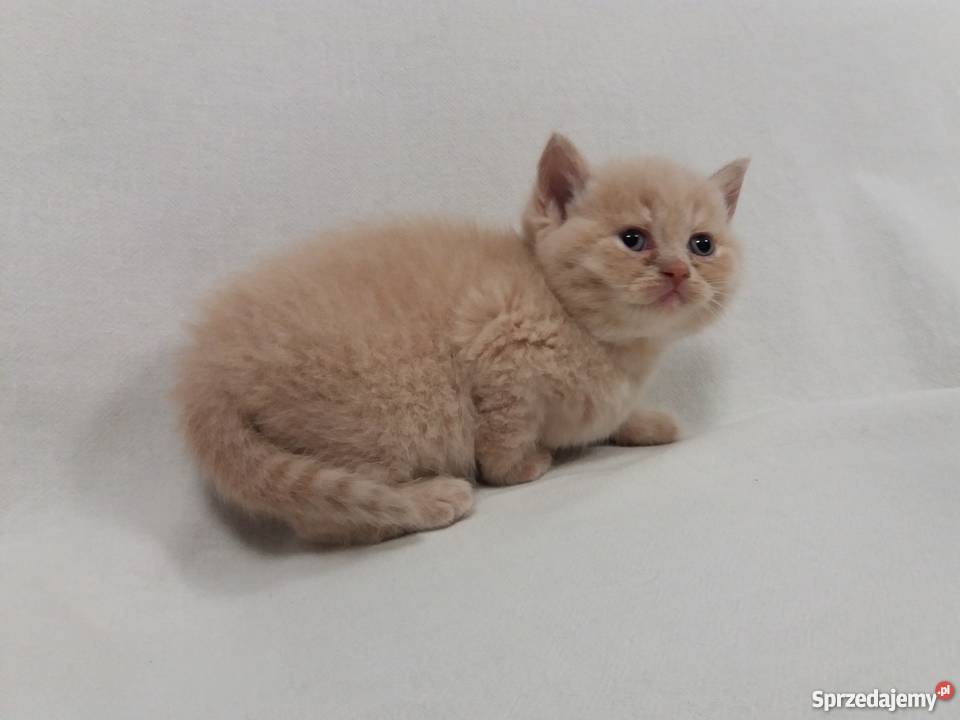 Kocięta brytyjskie krótko i długowłose liliowe Luboń