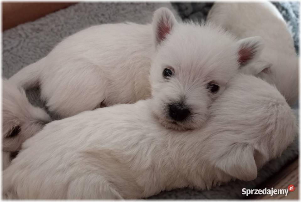 West Highland White Terrier ZKwP FCI West Highland White Terrier Częstochowa